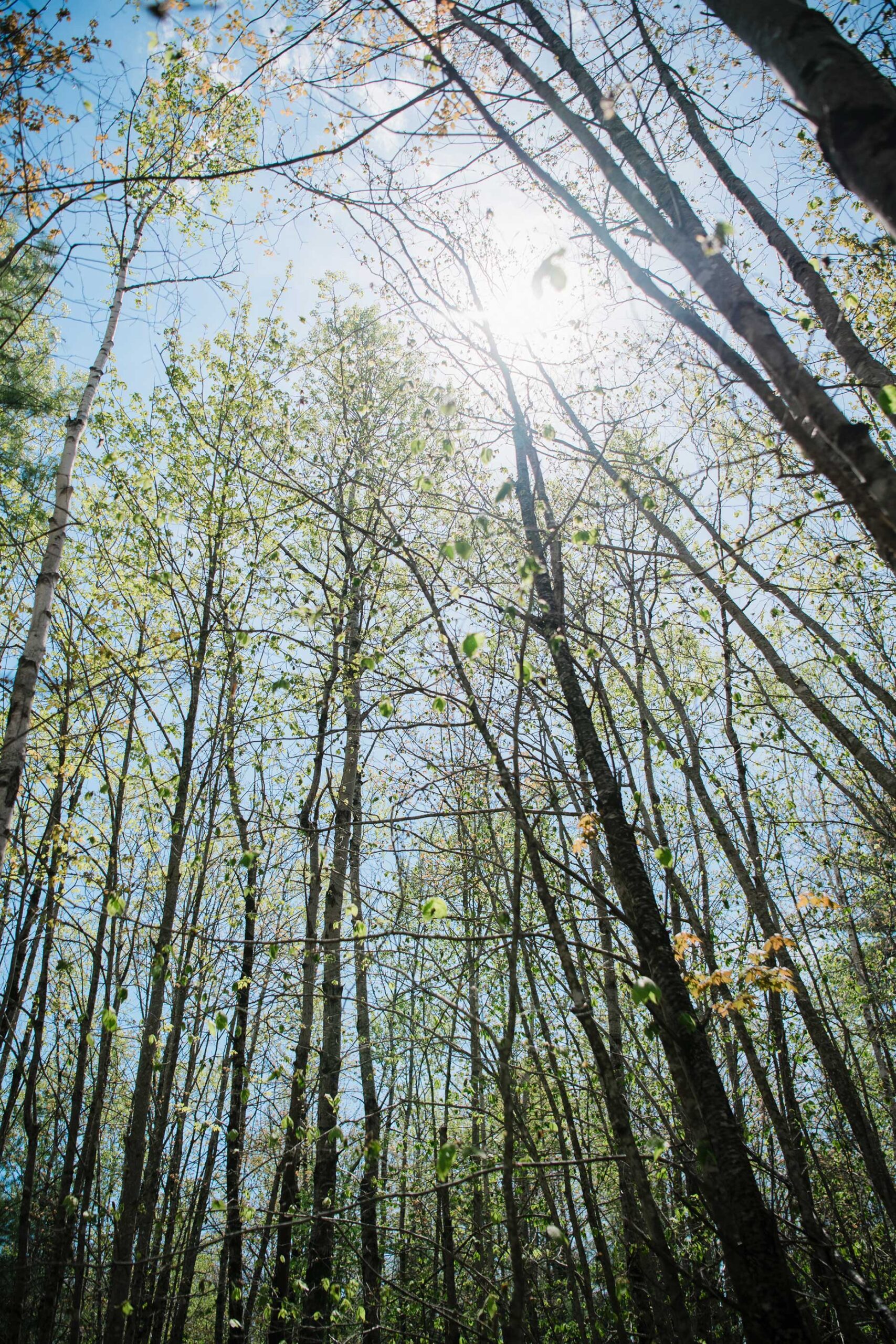 CORNERSPRING-2025-SHARYNPEAVEYPHOTO-1769_web